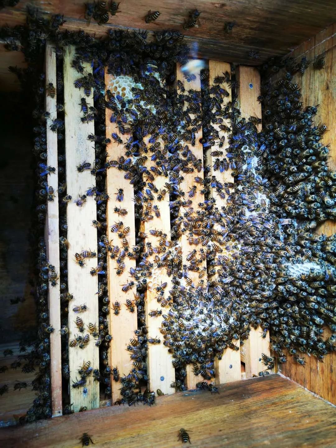 抗疫情促发展｜滇云蜜语：千户蜂农上网课