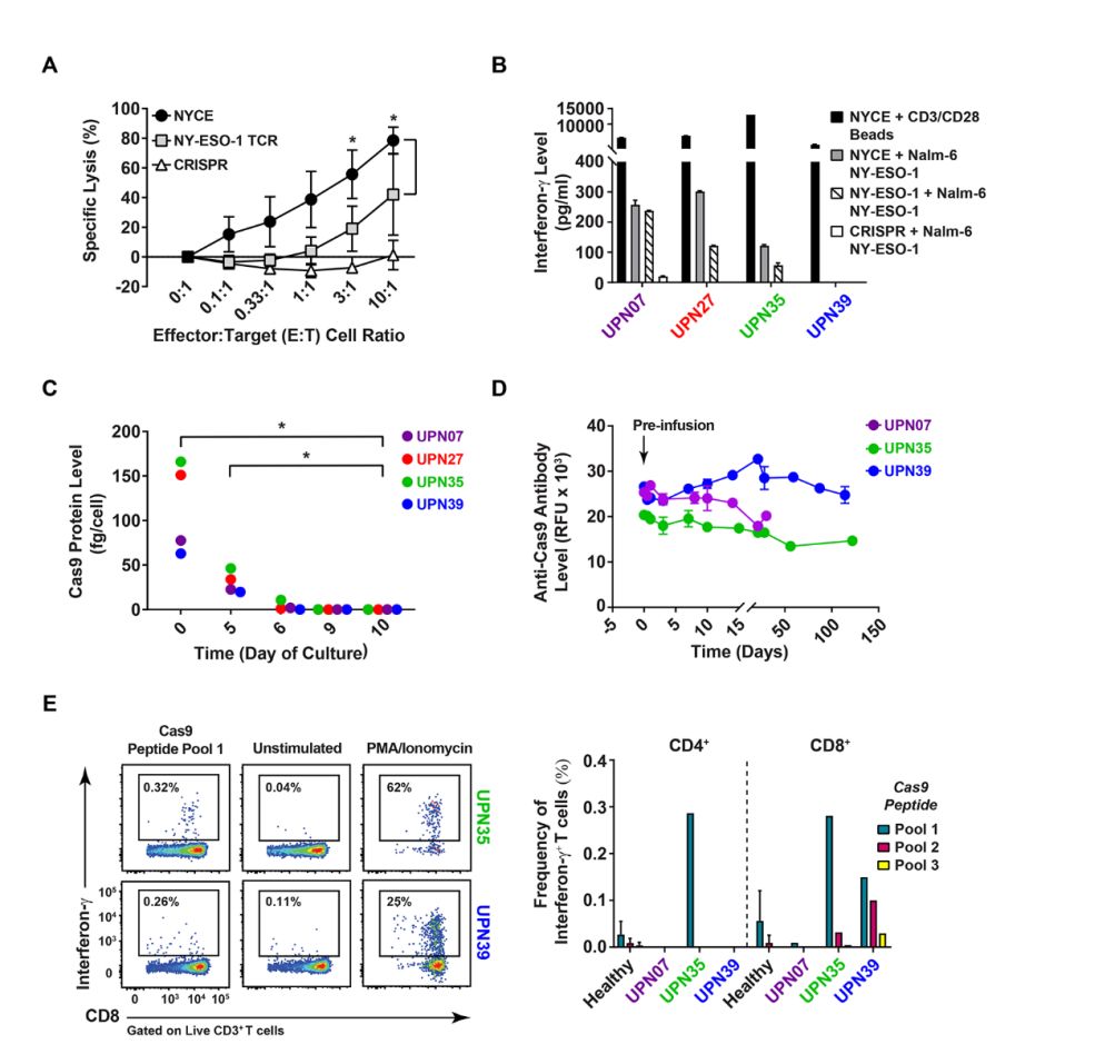 全球首款基于CRISPR基因编辑技术,crisprcas9基因编辑技术发明人