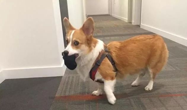 狗狗对袜子的执念，竟然还有科学解释