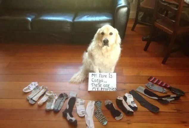 狗狗对食物的强烈执着,为什么狗对主人的袜子那么感兴趣