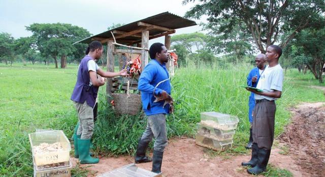 世界上最大老鼠多少钱一只,老鼠有多大一只