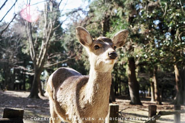 现在去日本买口罩,去日本买口罩日购
