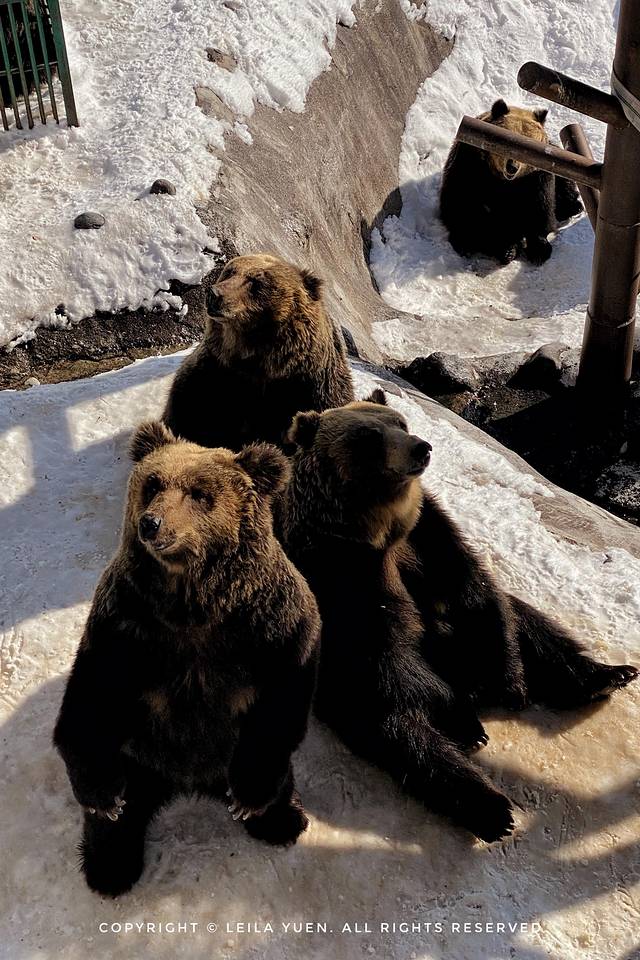 现在去日本买口罩,去日本买口罩日购