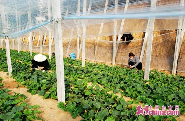 山东农资保春耕,山东农资速递