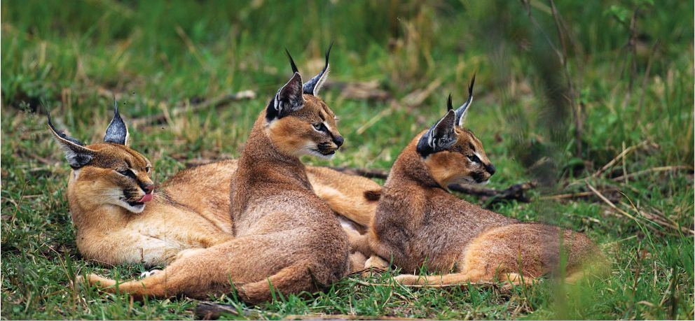 快看，这些荒野之猫
