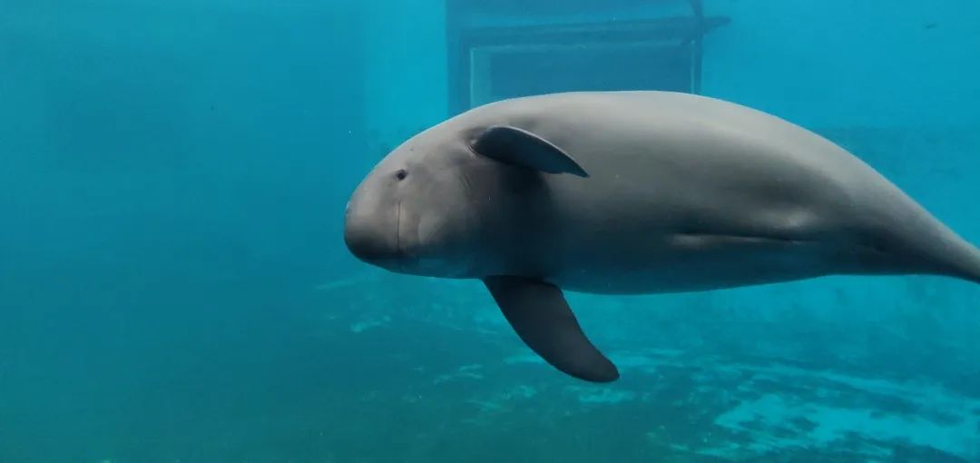 长江寻江豚,长江江豚的微笑