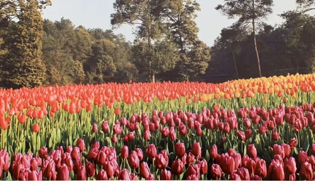 石象湖2022年51节开放了吗,石象湖景区免票