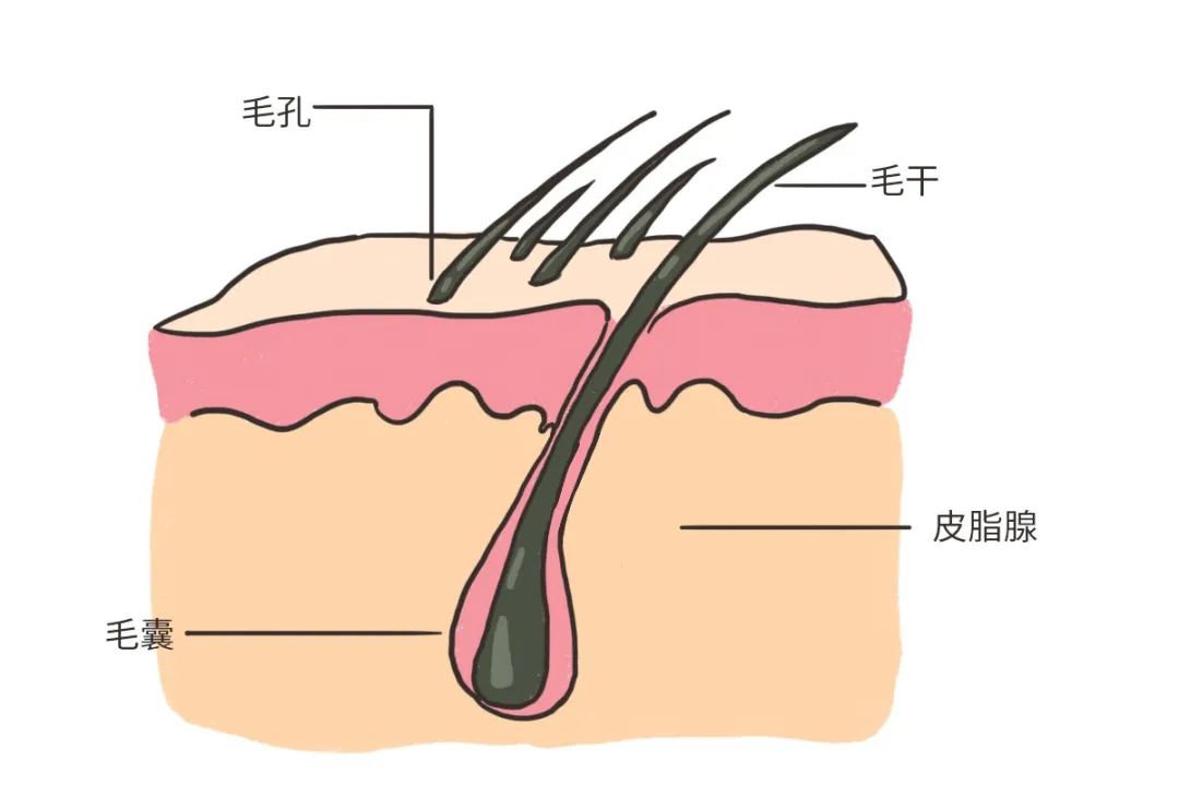 怎样才能让毛发生长越来越多呢,想脱头发怎么办