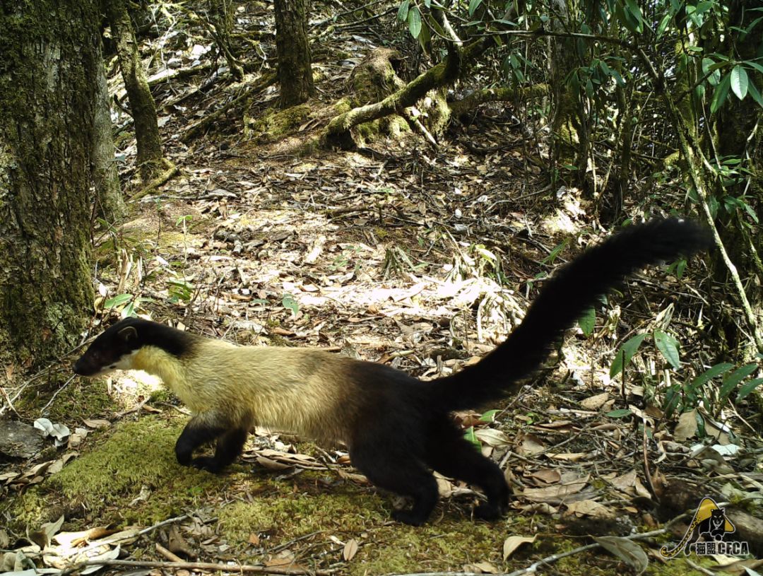 鸡鸡鸡鸡，野生的不能吃吗？是的