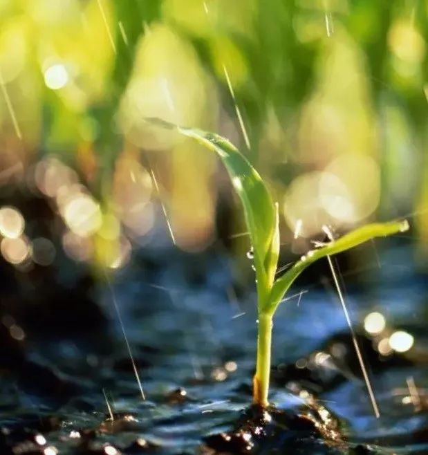 藏在诗词里的诗词,藏在古人诗词里的三春