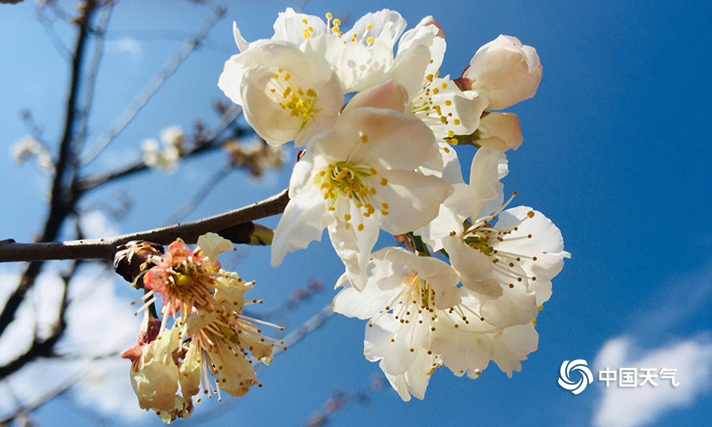 攀枝花樱桃花,攀枝花中坝玛瑙红樱桃