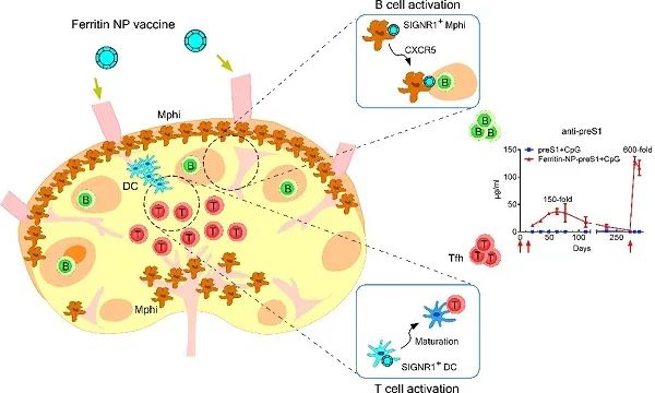 乙肝疫苗最新研究,成人乙肝疫苗最新研究进展