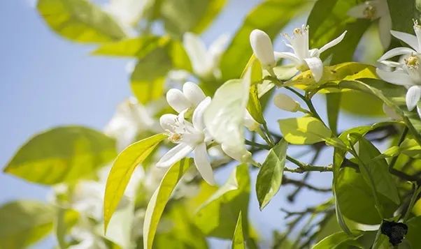 寻香|五彩斑斓的黑算什么,来见识一下五光十色的白