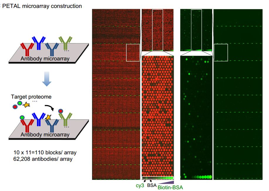 中国科学家率先突破6g技术,中国科学家研制出新型大脑芯片