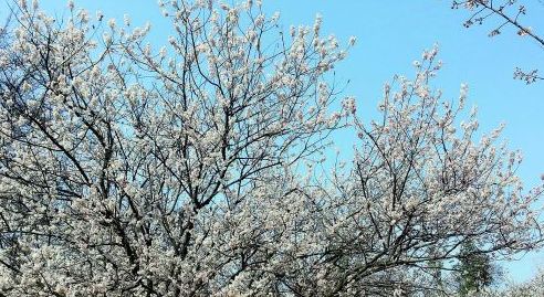 10首春天的诗带你游览大好春光,春天适合踏青的诗句