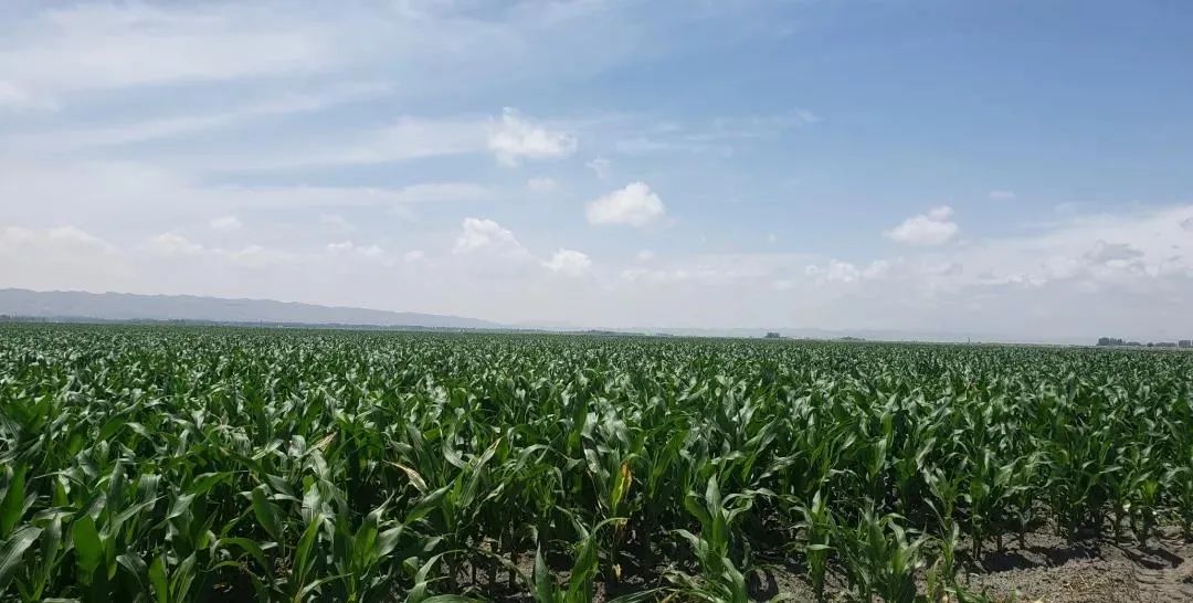 驼奶钙片,高营养有机奶