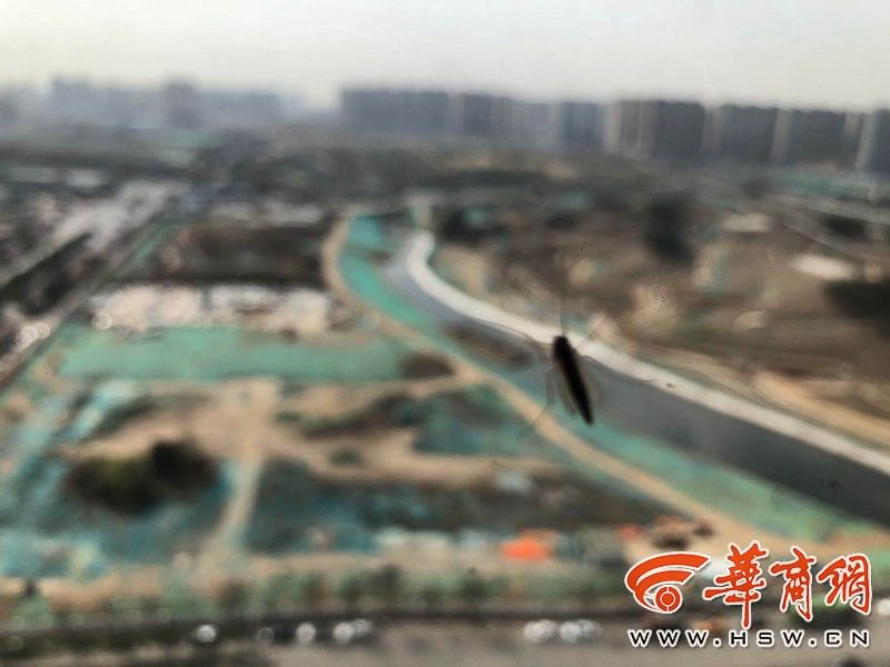 小区里蚊虫怎么消灭,小区消杀蚊虫为什么蚊子还那么多