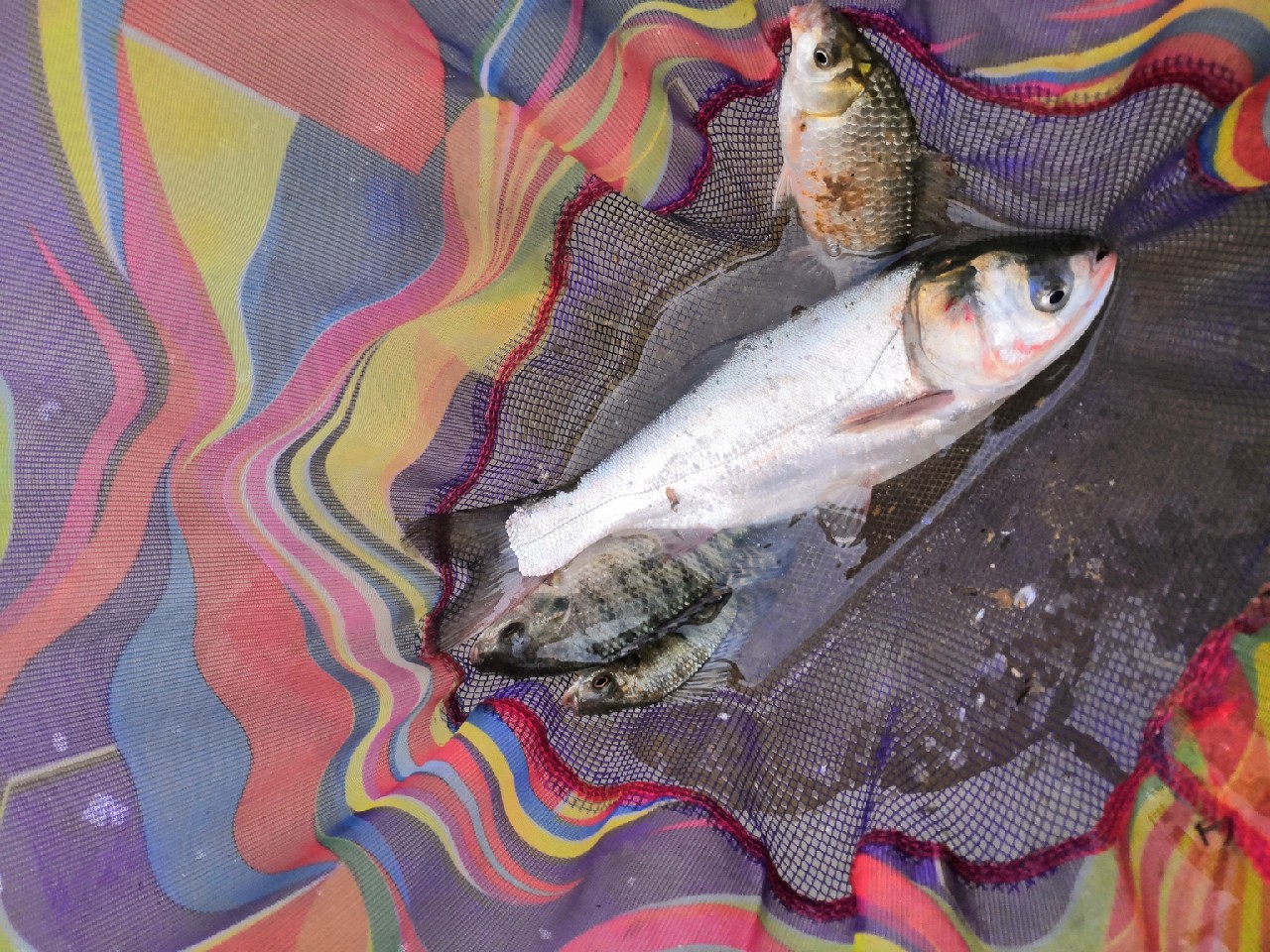 增江钓土鲮时间,增江土鲮爆护