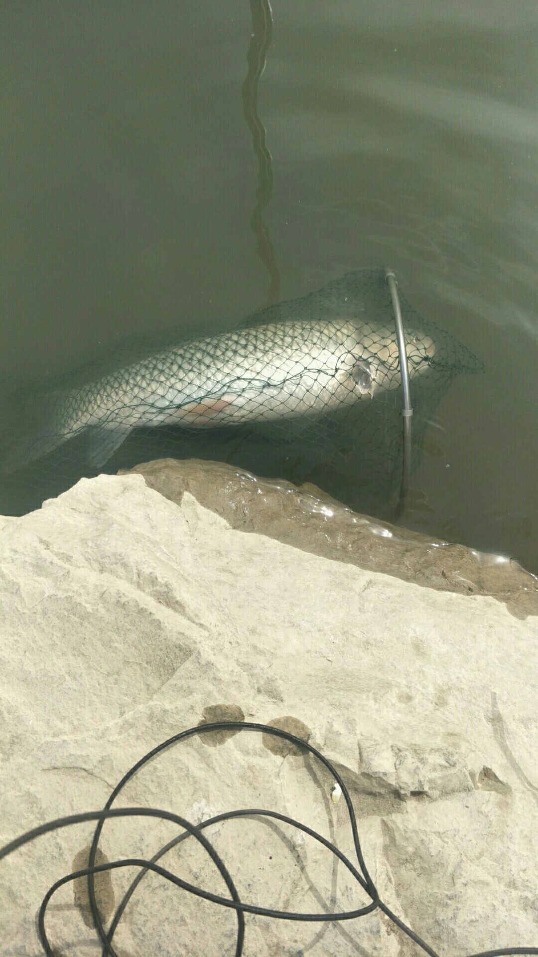 鲫鱼窝料最实用的一款,鲫鱼窝料自制配方全套卖