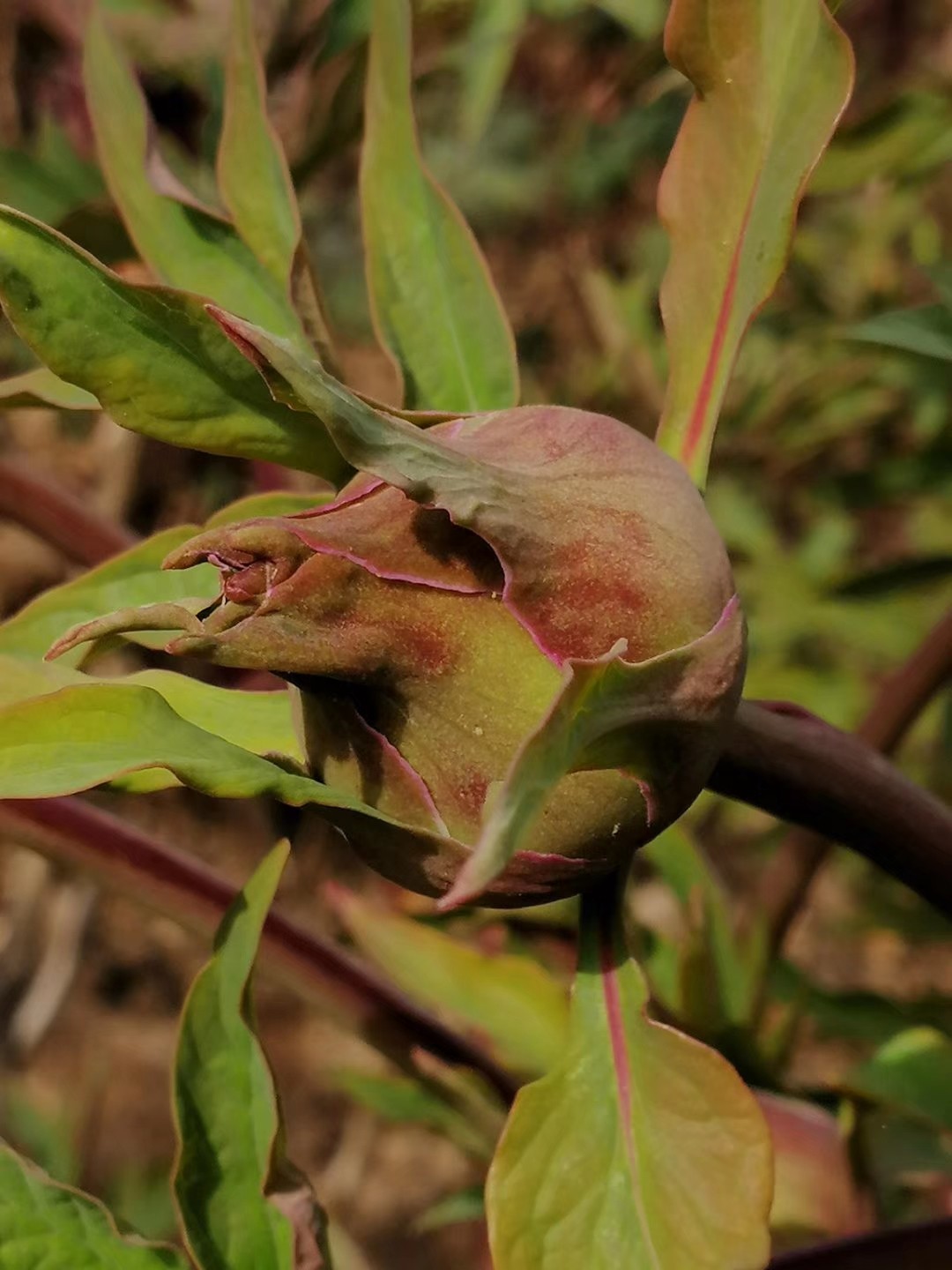 自制蚯蚓专用工具,自制红虫养殖器