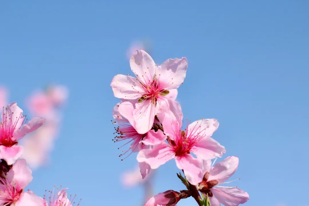 南京赏花地图请收好,江宁赏花好去处