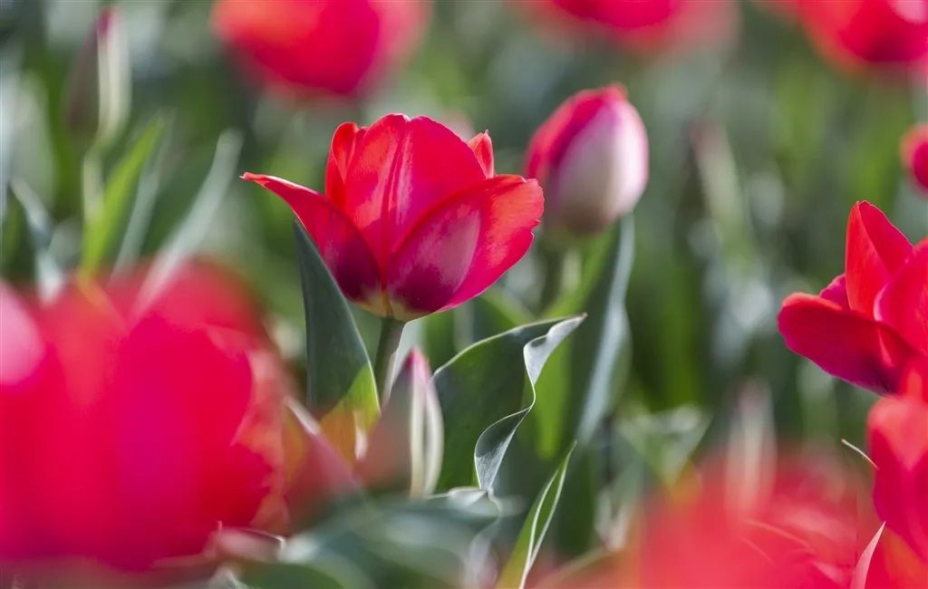 南京赏花地图请收好,江宁赏花好去处