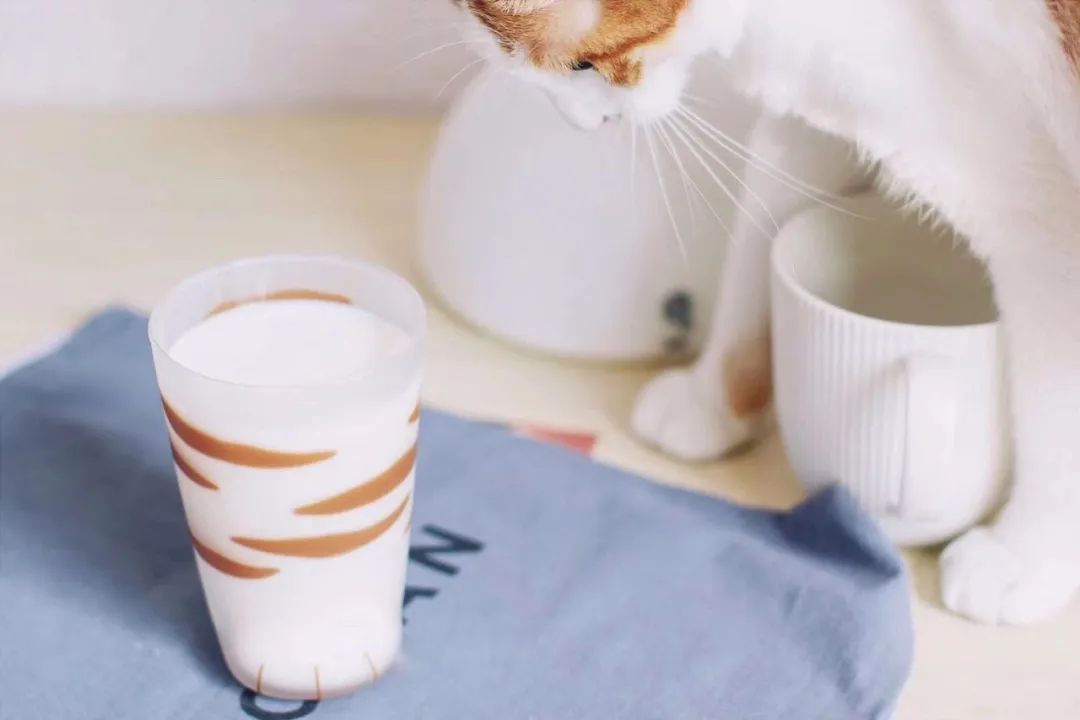 美食博主高颜值高级餐具,美食博主餐具