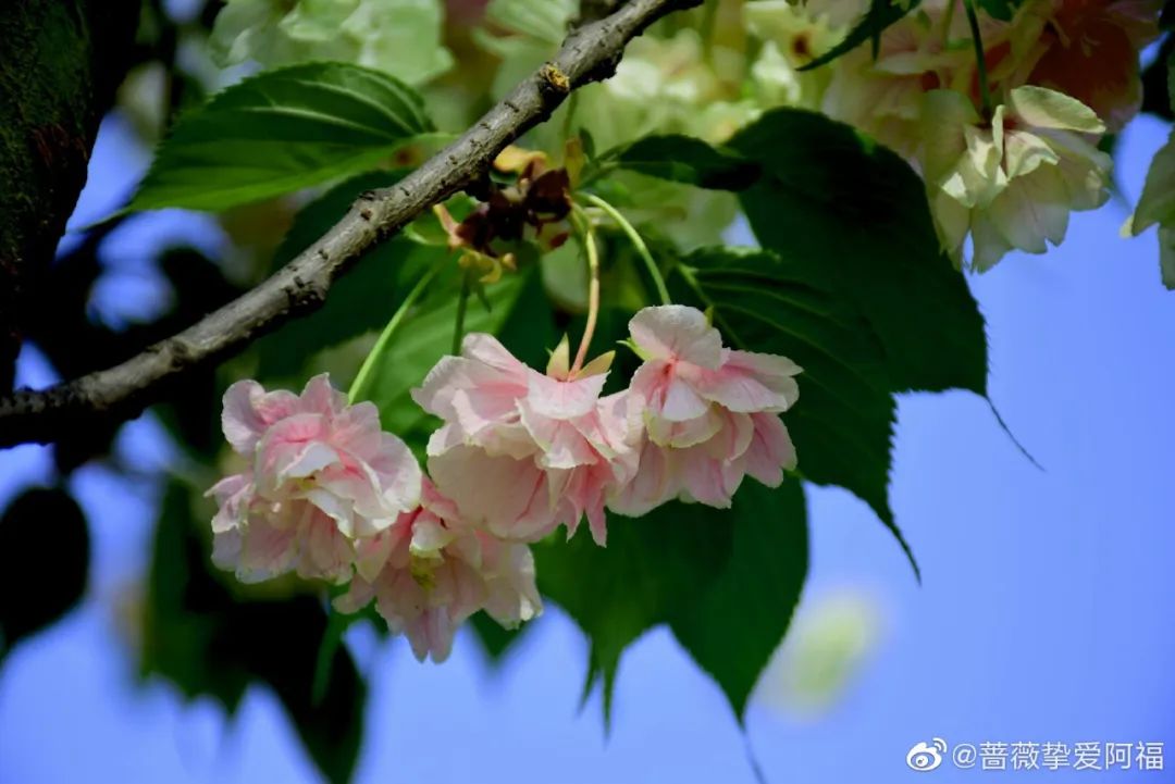 武大樱花雨现场,武大樱花周日还有票吗