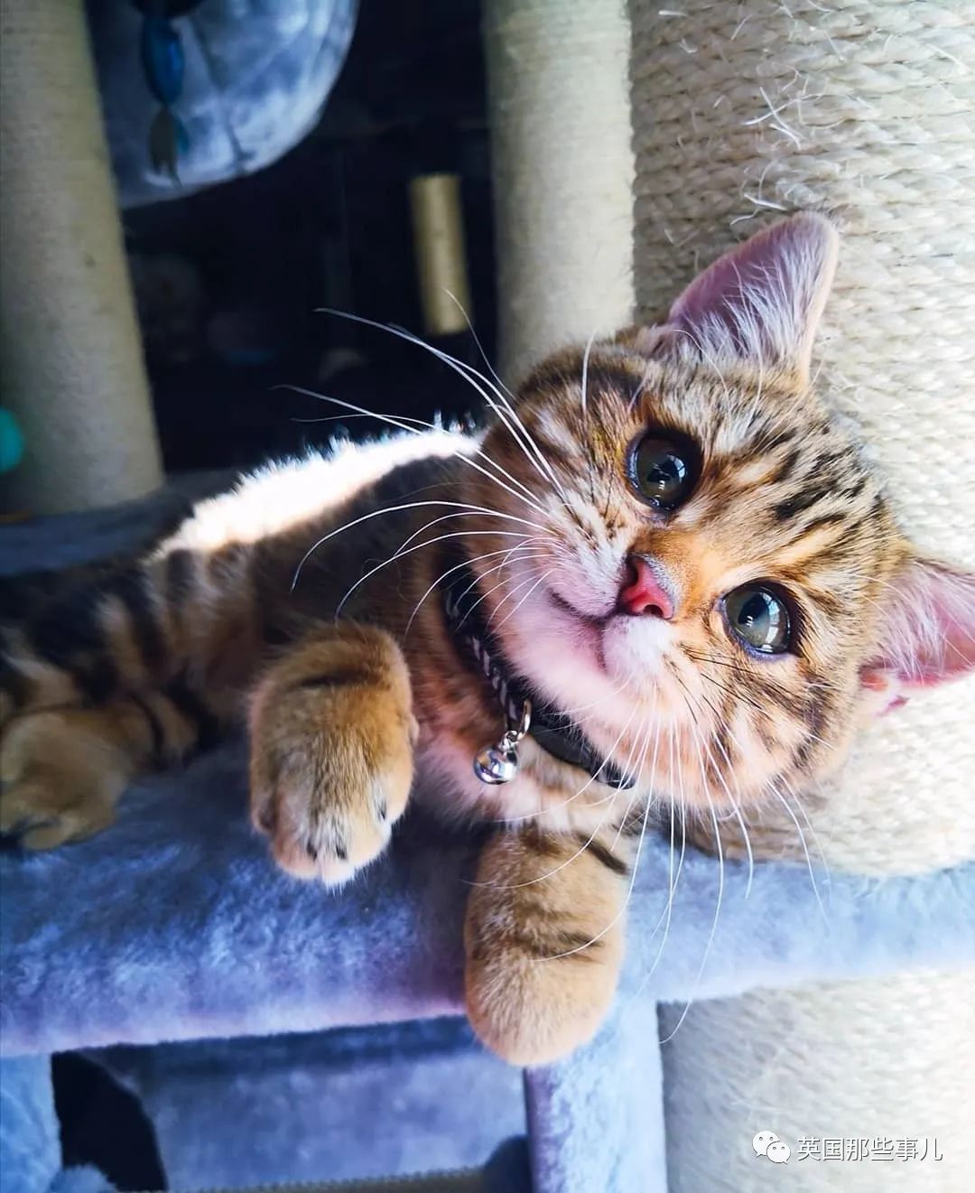 高颜值会笑的橘猫,又可爱又萌萌哒的小橘猫