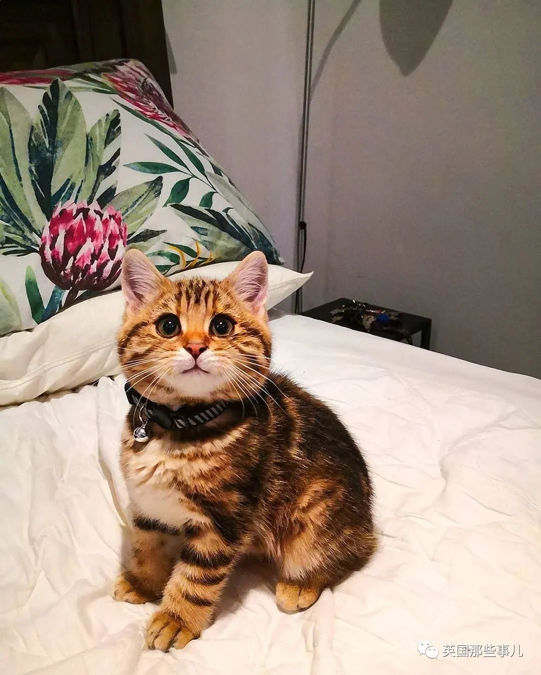 高颜值会笑的橘猫,又可爱又萌萌哒的小橘猫