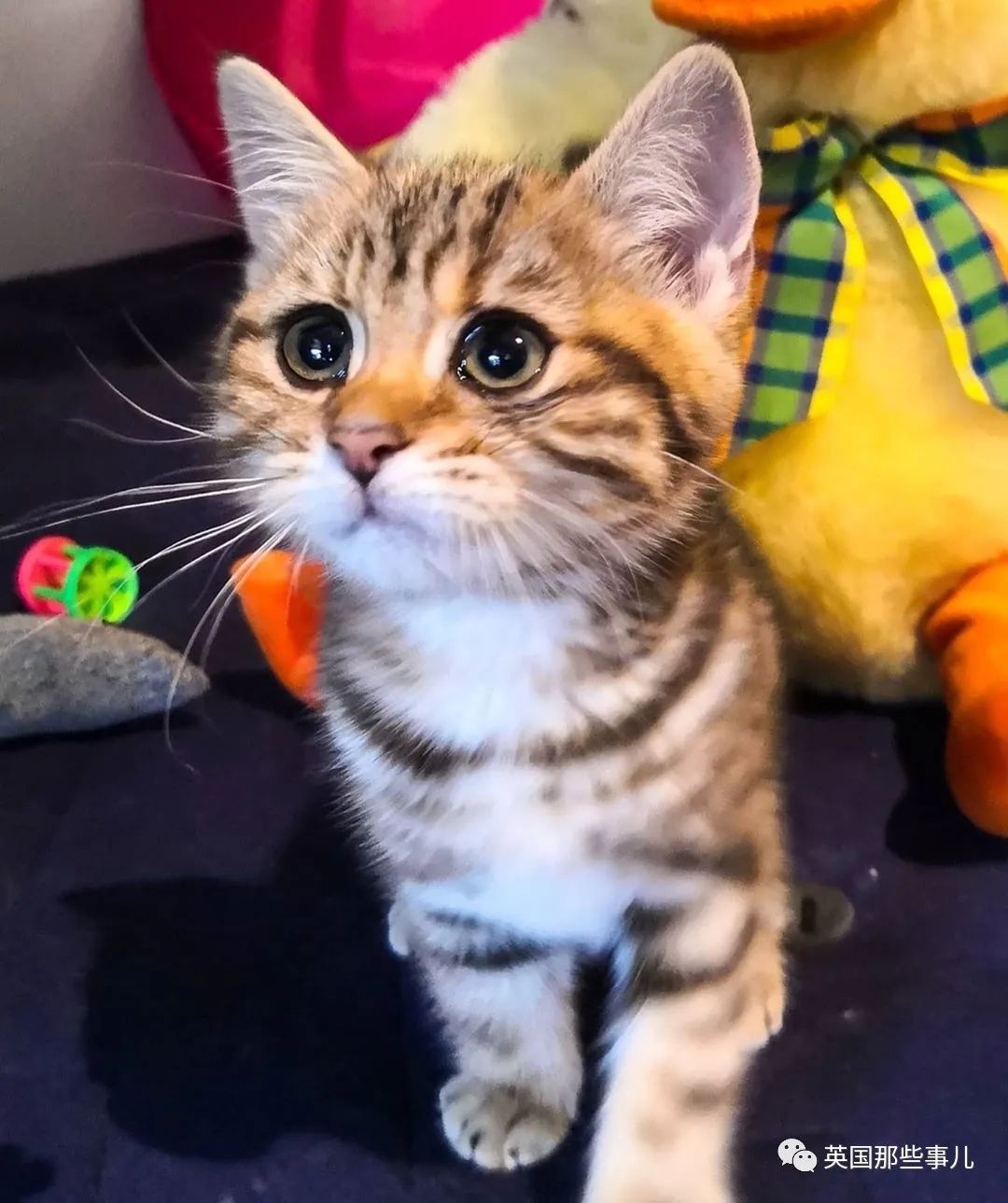 高颜值会笑的橘猫,又可爱又萌萌哒的小橘猫