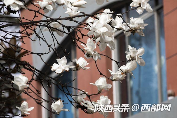 春天里的陕西｜西安思源学院：一起品尝春天的“甜”