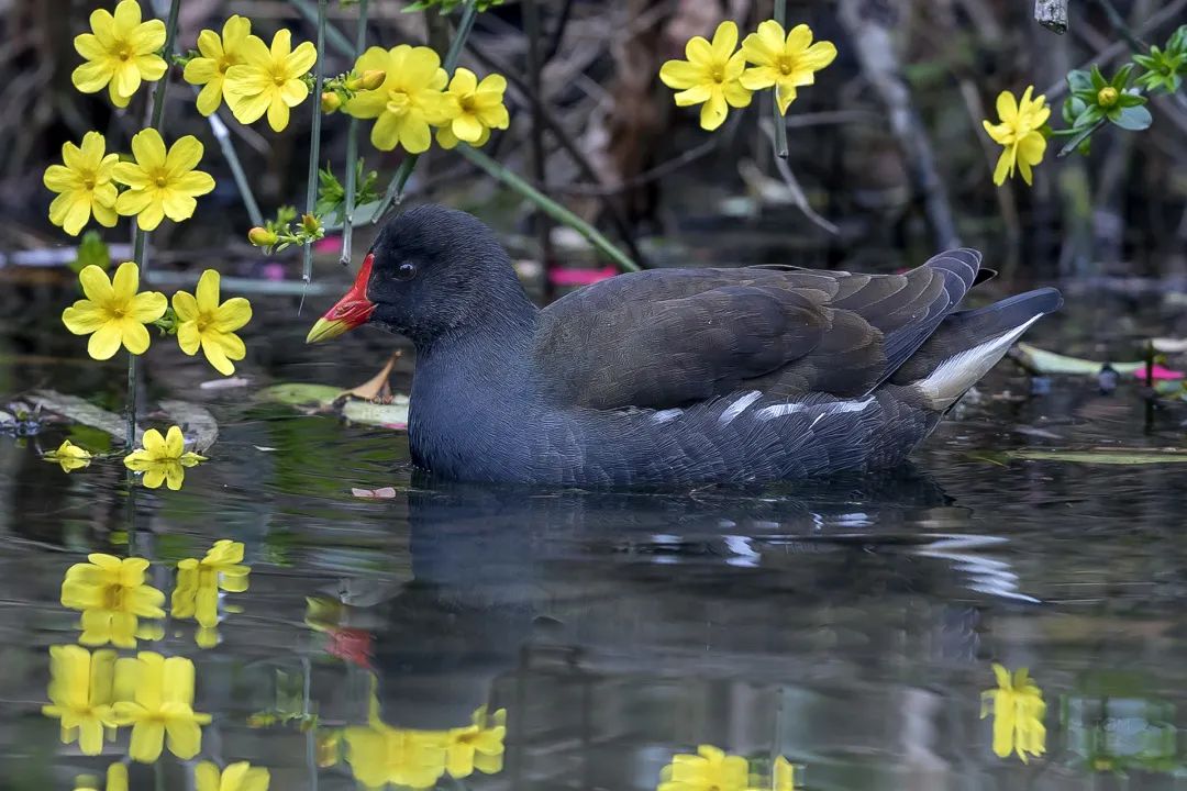 2020春季赏花指南,中国春色,满血复活