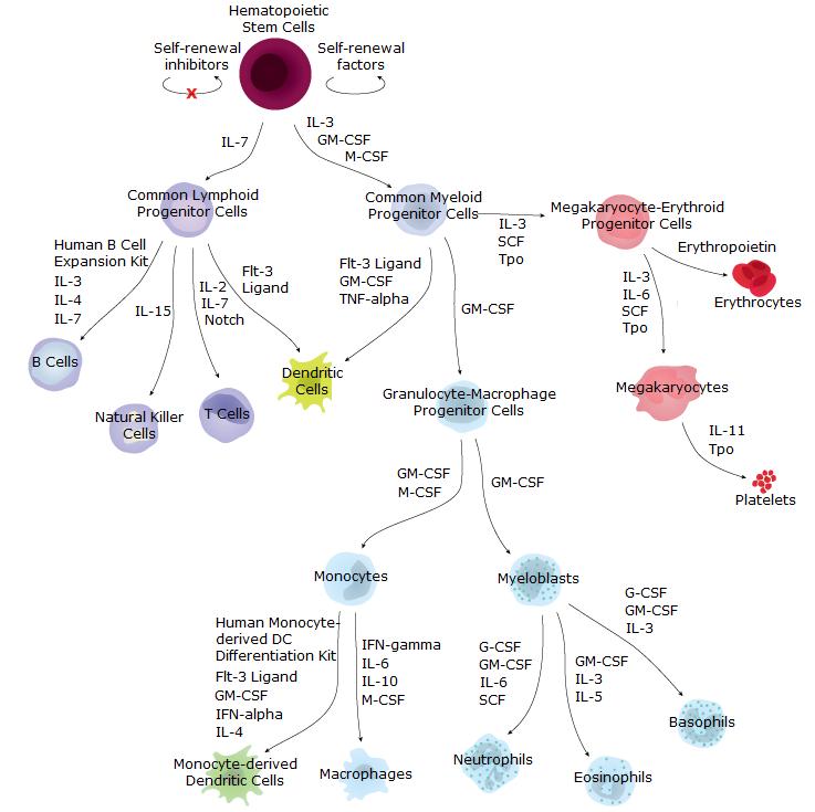 b细胞的发育,b细胞在ms中的作用机制图