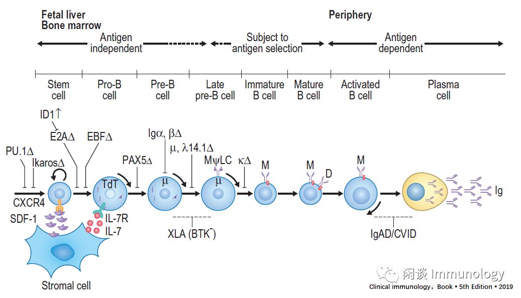 b细胞的发育,b细胞在ms中的作用机制图