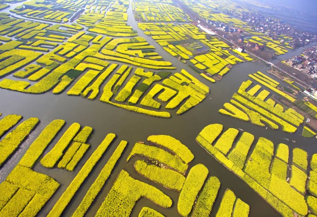 兴化千垛菜花攻略,兴化千垛菜花有多美
