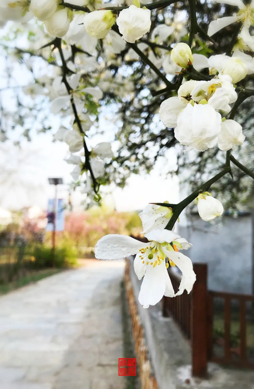 南京江宁网红打卡点有哪些,春日限定江宁新晋网红打卡点出炉