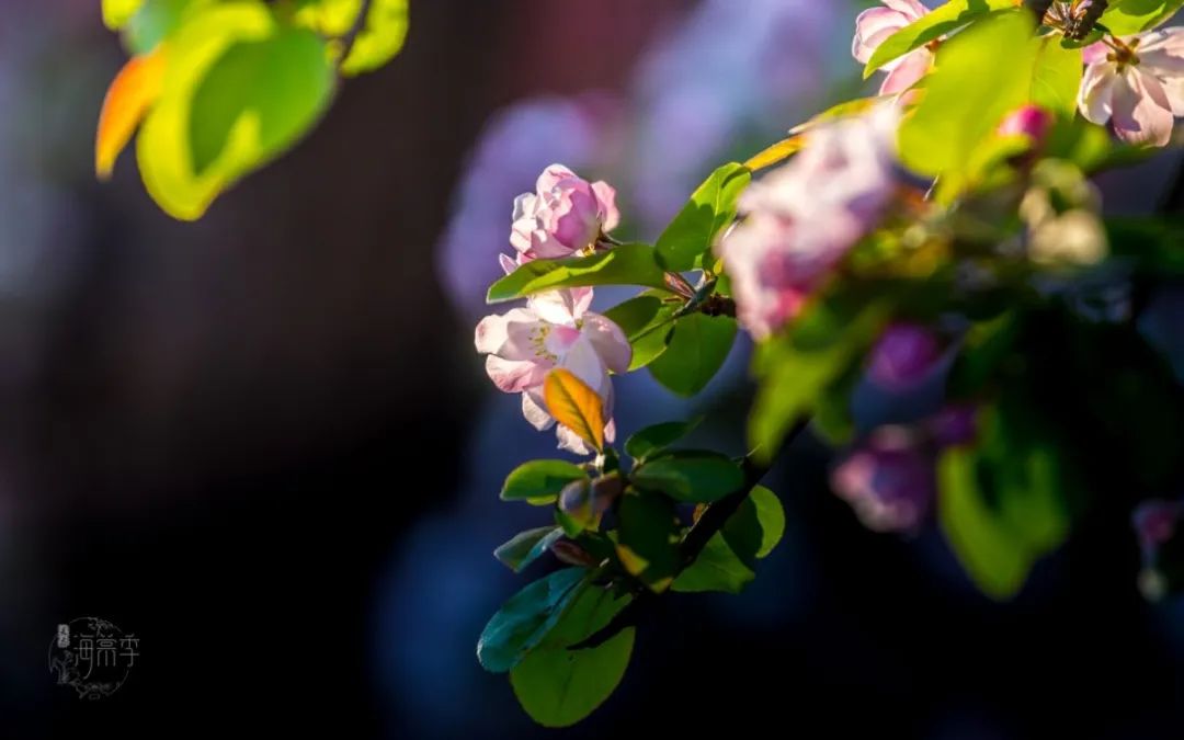 大海棠壁纸,大小海棠手机壁纸