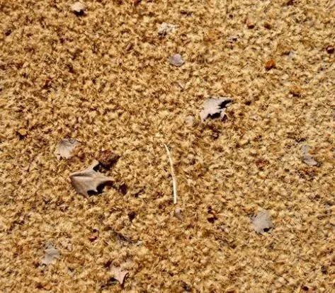 又见梧桐诗词,又见梧桐飘絮完整版