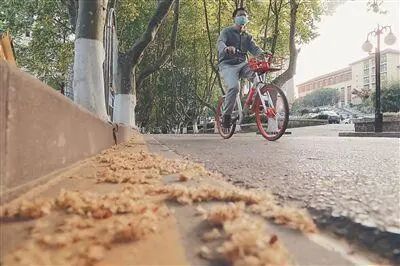 又见梧桐诗词,又见梧桐飘絮完整版