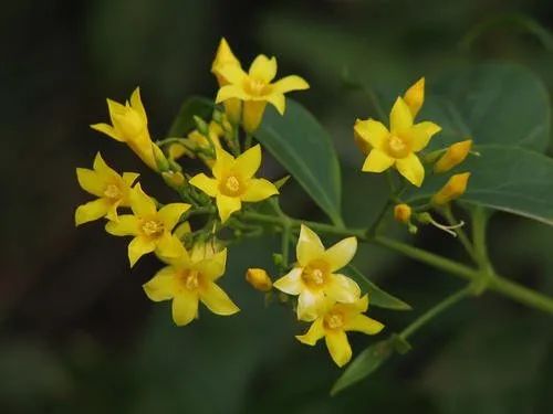 辟谣特工队|路边的野菜～不要采