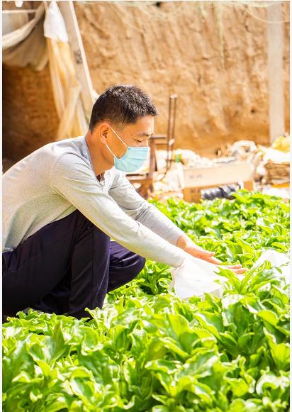 寿光蔬菜电商主要是通过什么销售,寿光菜农电商新闻