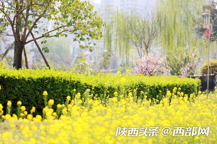西安浐灞欧亚中学最新消息,春天里的陕西