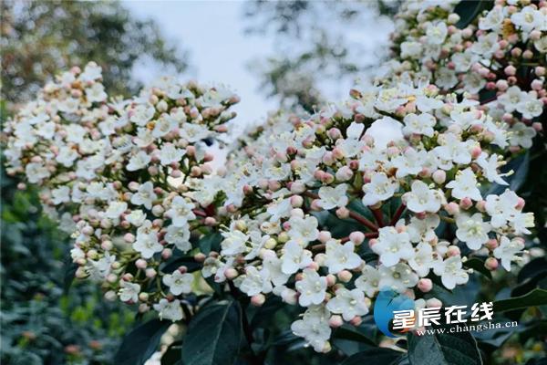 长沙湘绣古街旅游,长沙湘绣城游玩