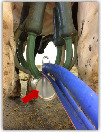 奶牛养殖技术难题及答案,奶牛接产常见问题