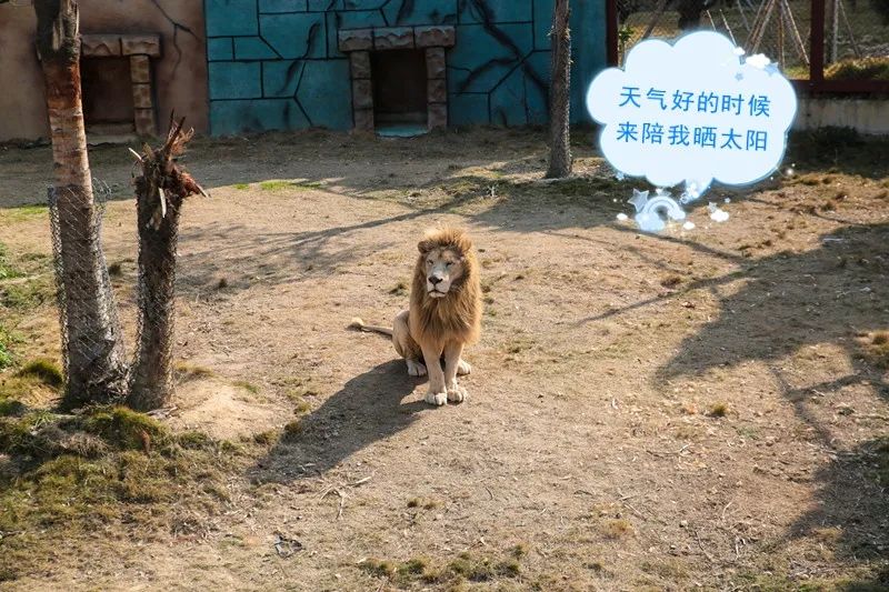 福清永鸿野生动物园要准备什么,夜游福清永鸿野生动物世界