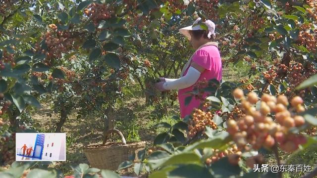 华州区大明镇花椒产业,花椒产业带动脱贫致富