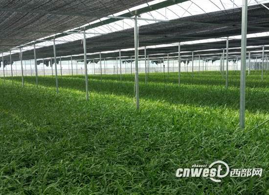 秦奋有新貌丨昔日偏僻小城成宝地生态旅游助力石泉脱贫发展