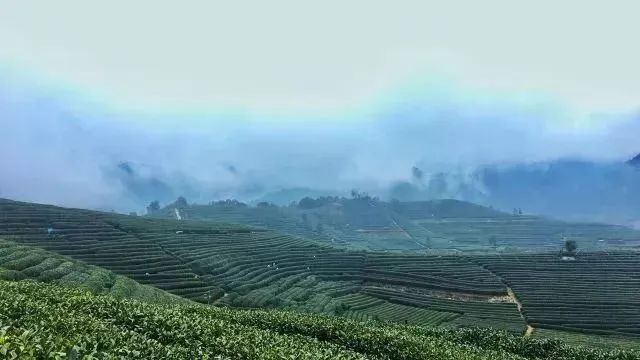 喝一口就忘不了的特级明前龙井,一年一次的明前龙井怎能错过