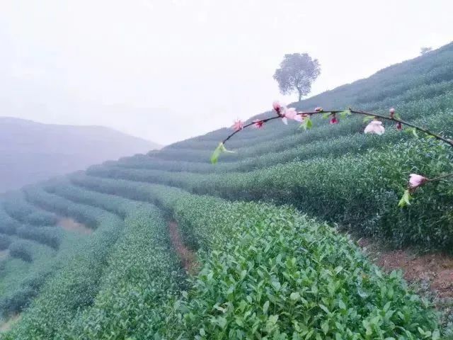 喝一口就忘不了的特级明前龙井,一年一次的明前龙井怎能错过